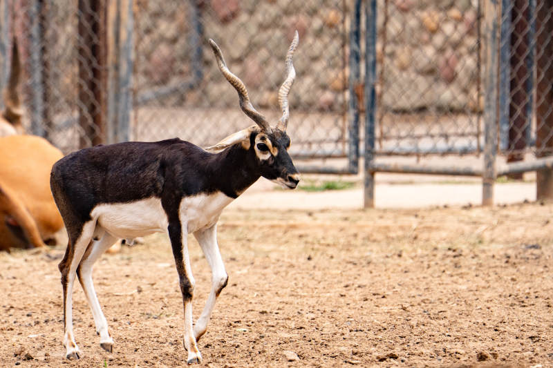 印度羚羊在围栏内漫步图片