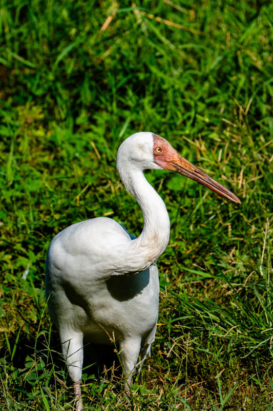 白鹤在绿草中悠然自得图片