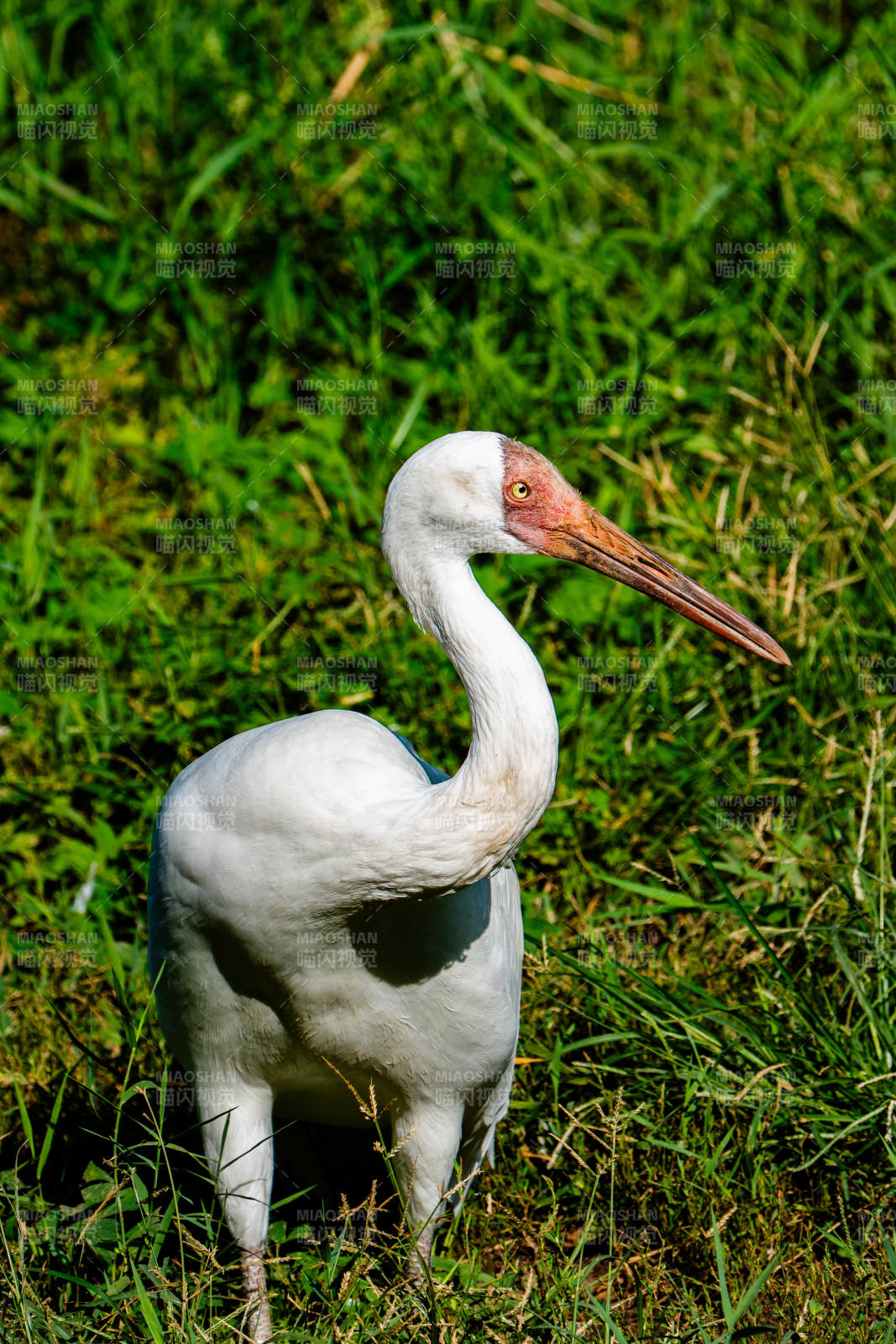 白鹤在绿草中悠然自得图片
