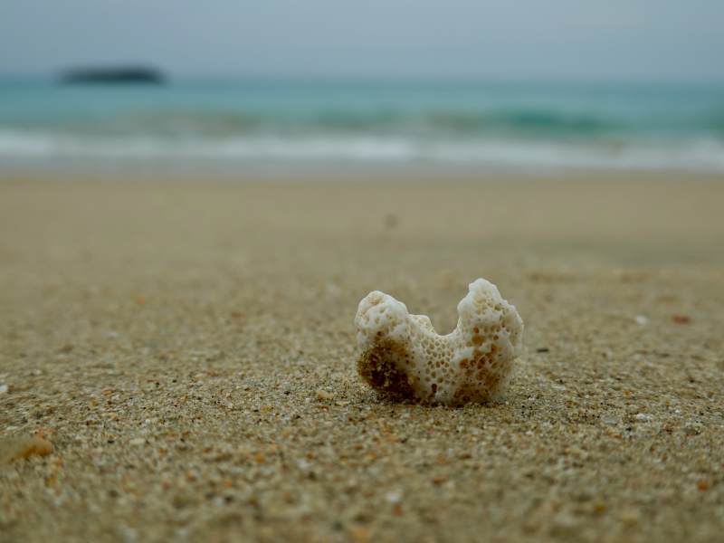 沙滩上的珊瑚碎片图片