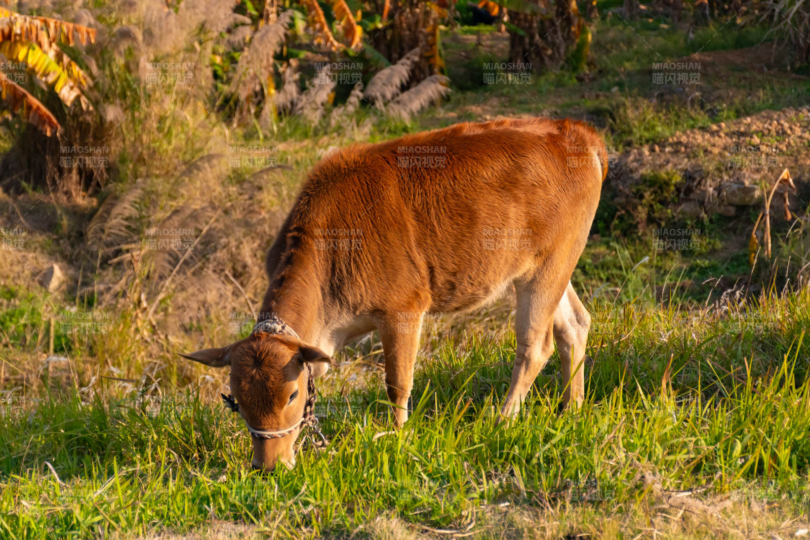 小牛在草地上吃草图片