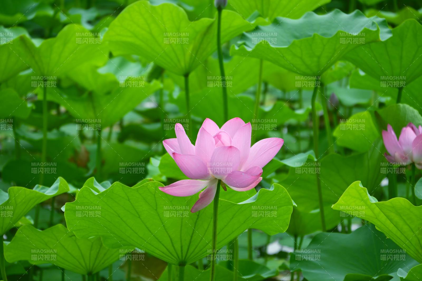 荷塘中的粉色莲花图片