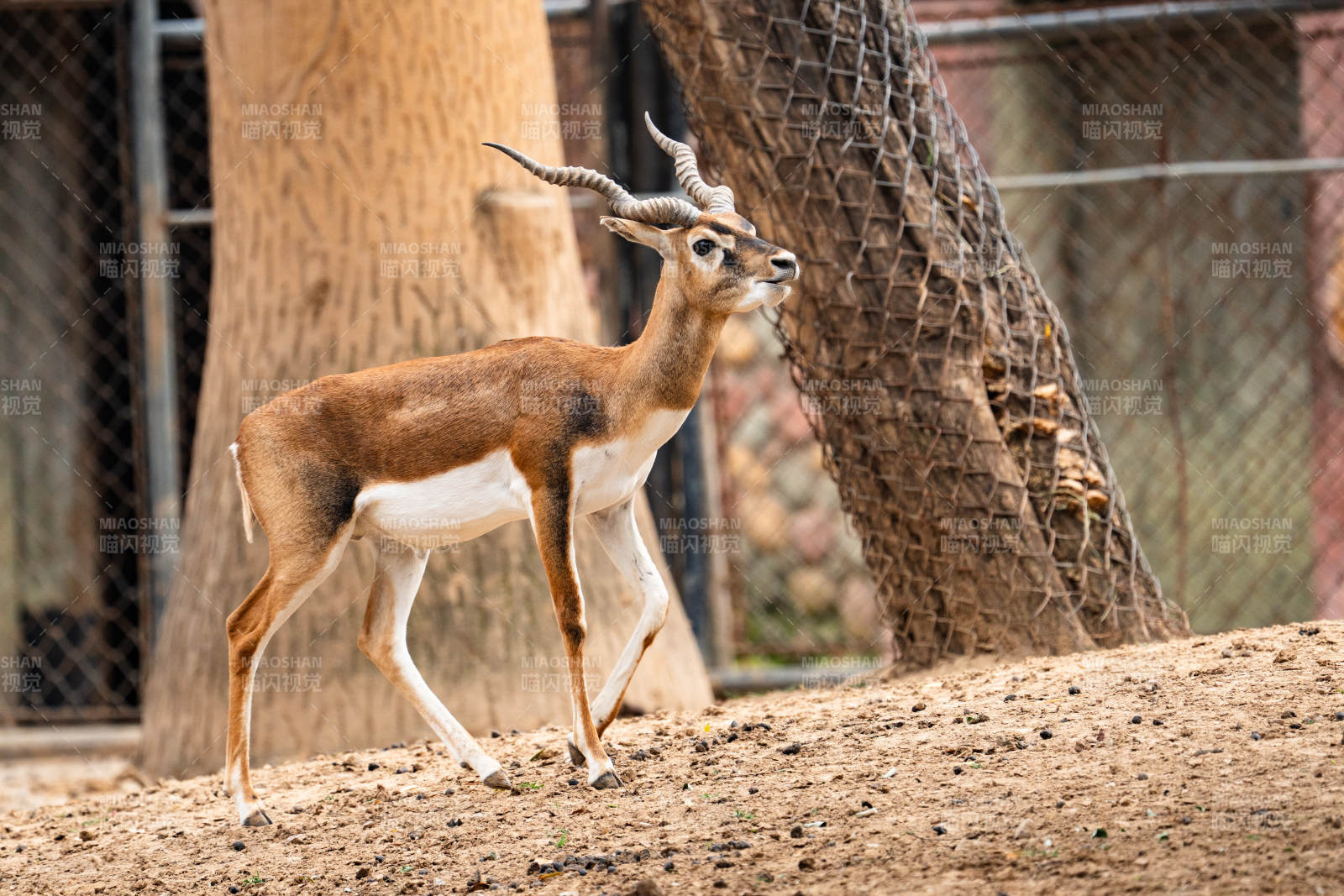 围栏中的羚羊图片