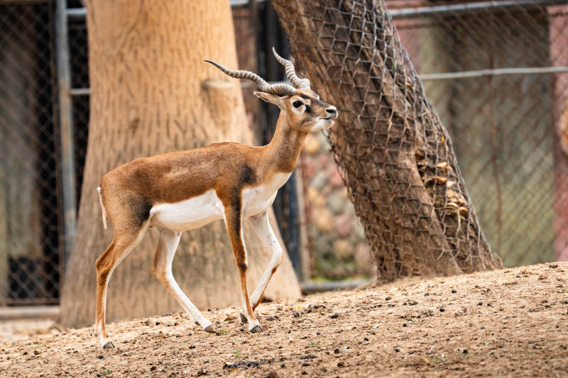 围栏中的羚羊图片