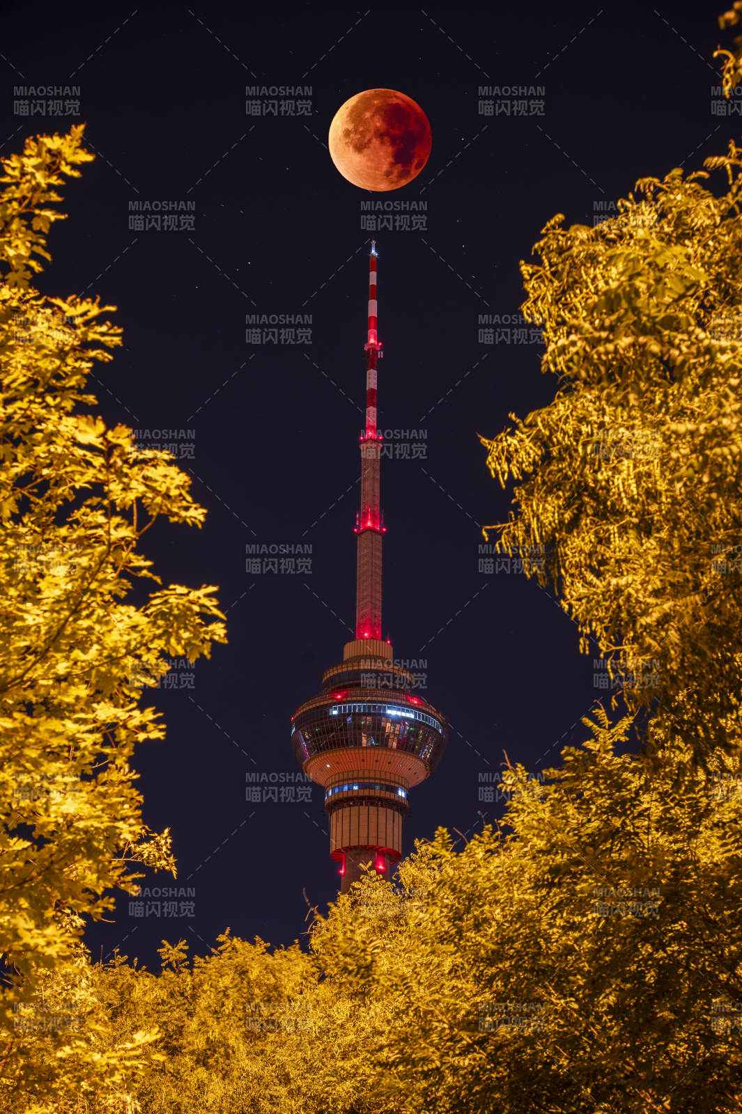 月夜塔影 秋叶映辉图片