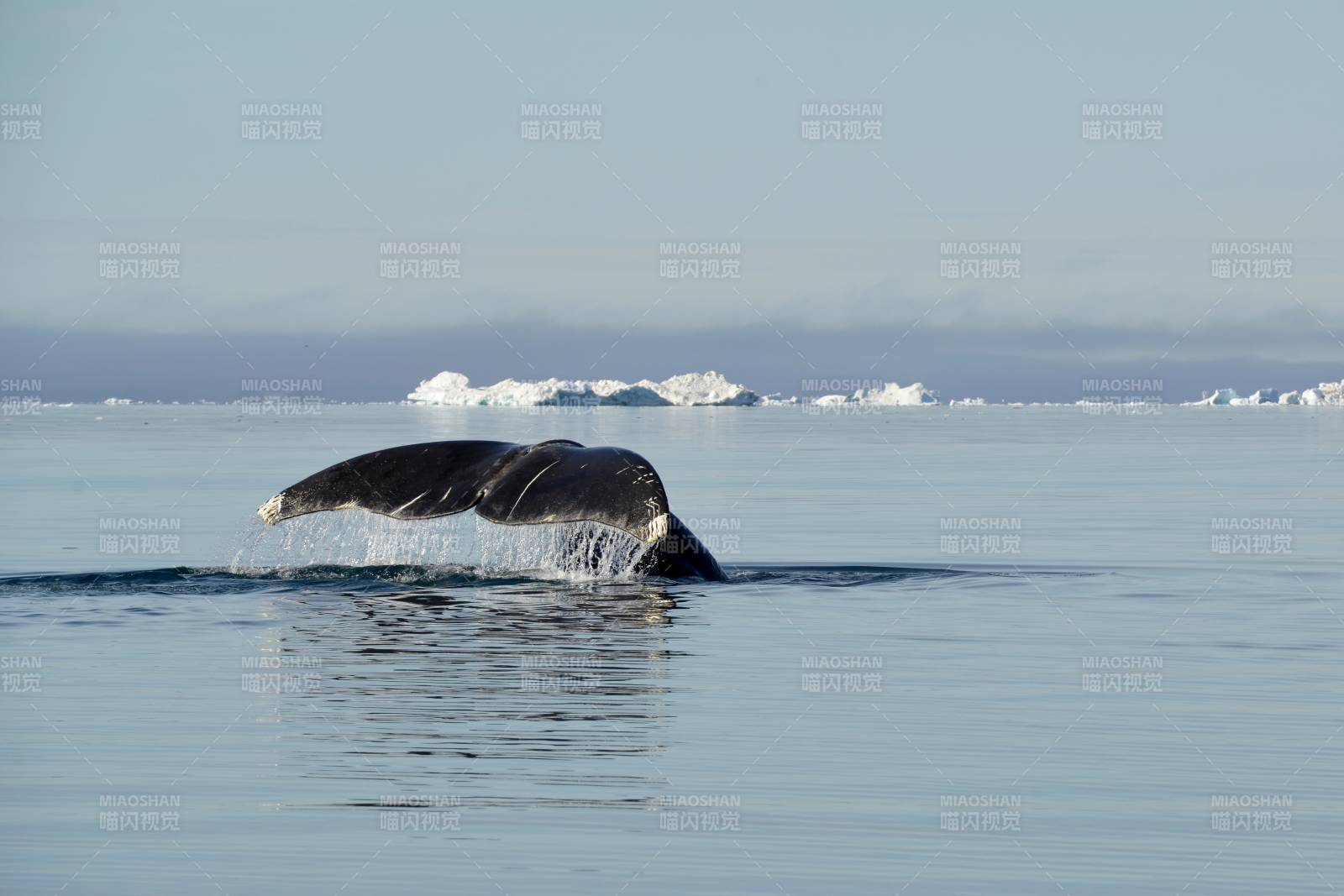 格陵兰岛 独角鲸 鲸鱼跃出水面 冰川背景图片