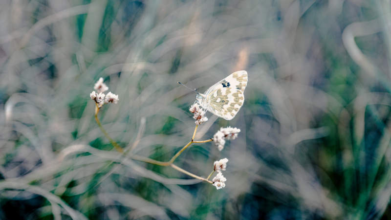 蝴蝶栖息于枯枝之上图片