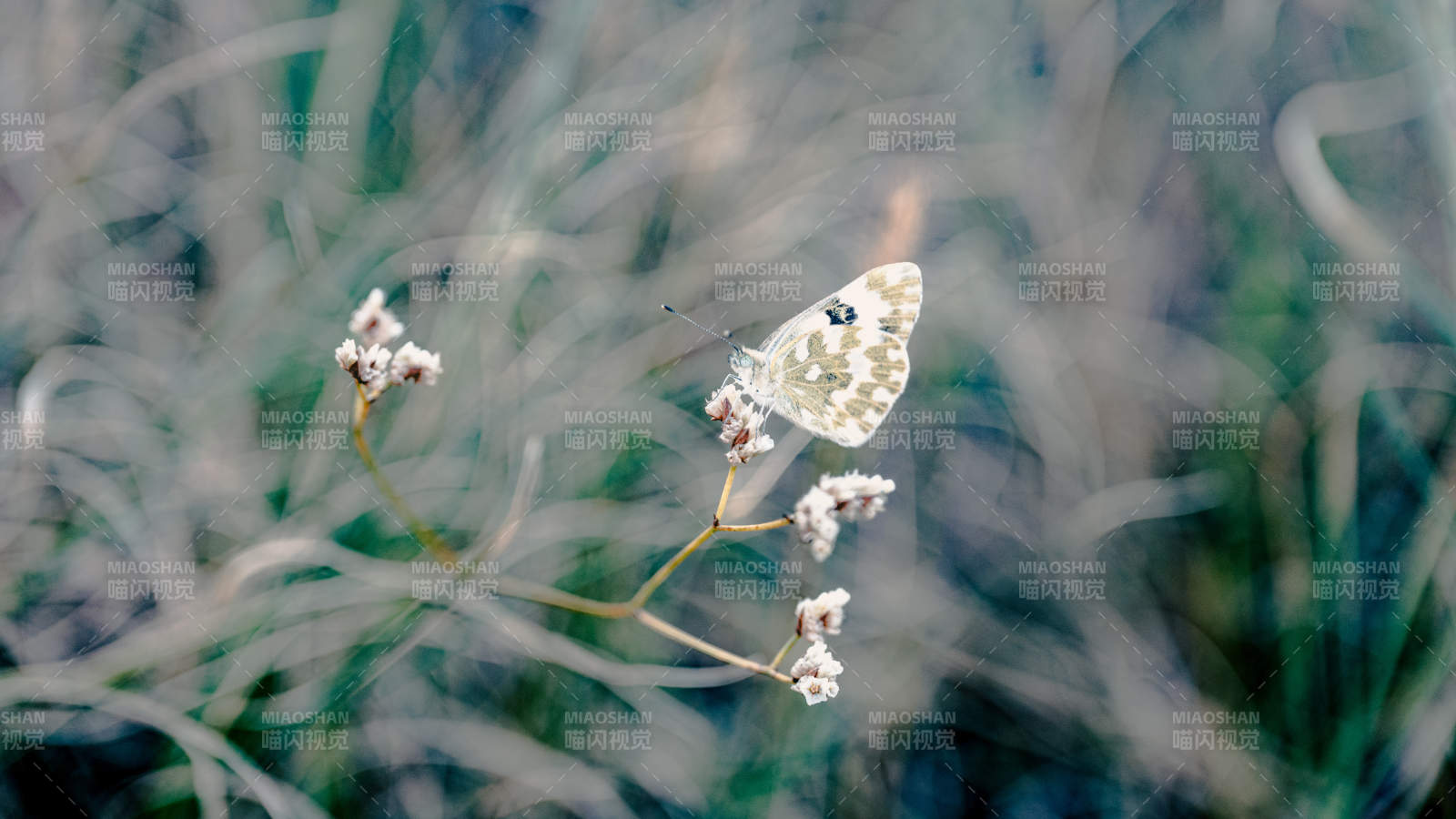 蝴蝶栖息于枯枝之上图片