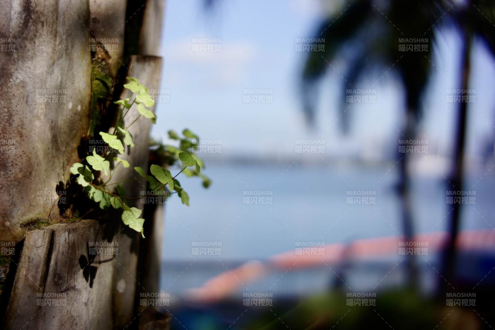 海边绿植与模糊背景图片