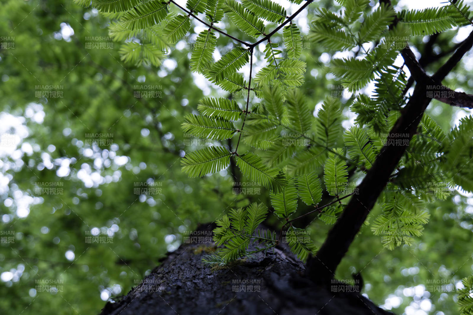 绿叶繁茂的树冠特写图片