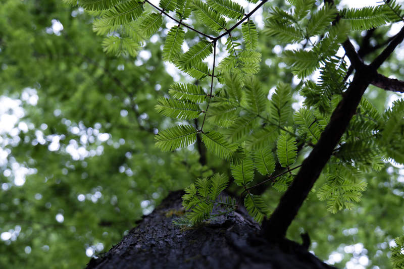 绿叶繁茂的树冠特写图片