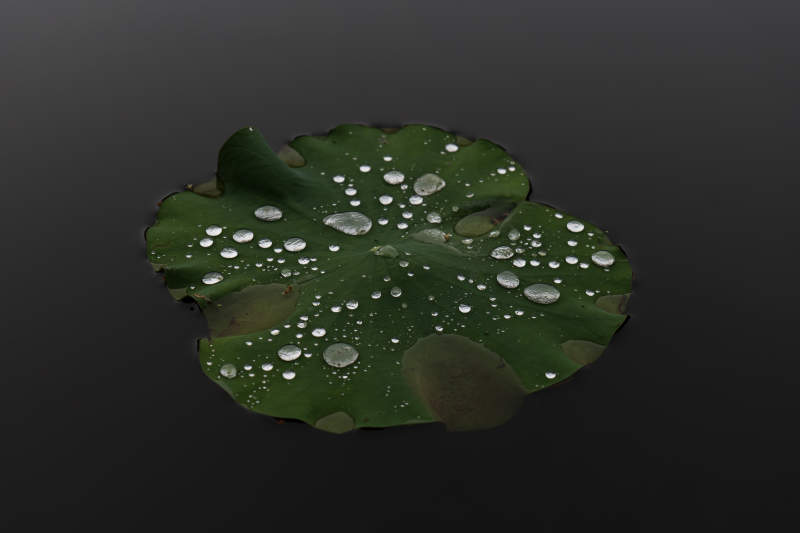 荷叶上的露珠图片