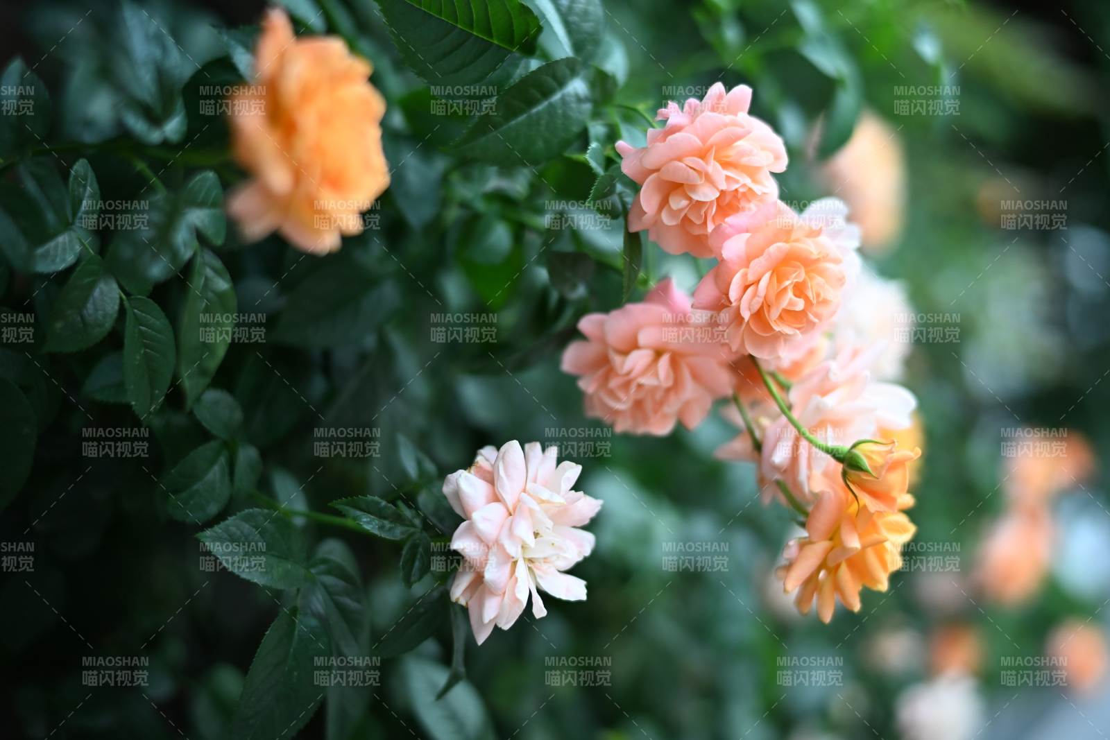 橙色月季花丛中的美丽图片