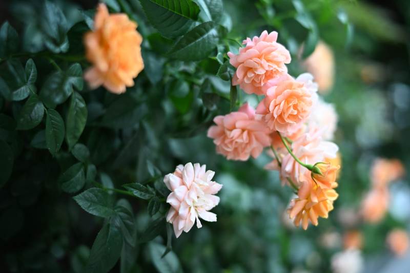 橙色月季花丛中的美丽图片