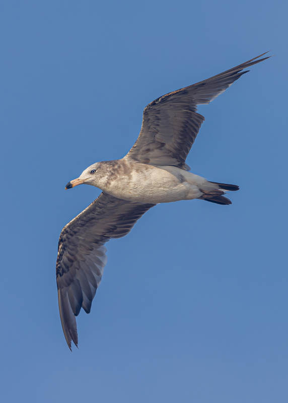 飞翔的海鸥  黑尾鸥  营口永远角图片