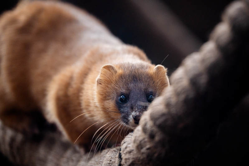 树上的小黄鼬图片