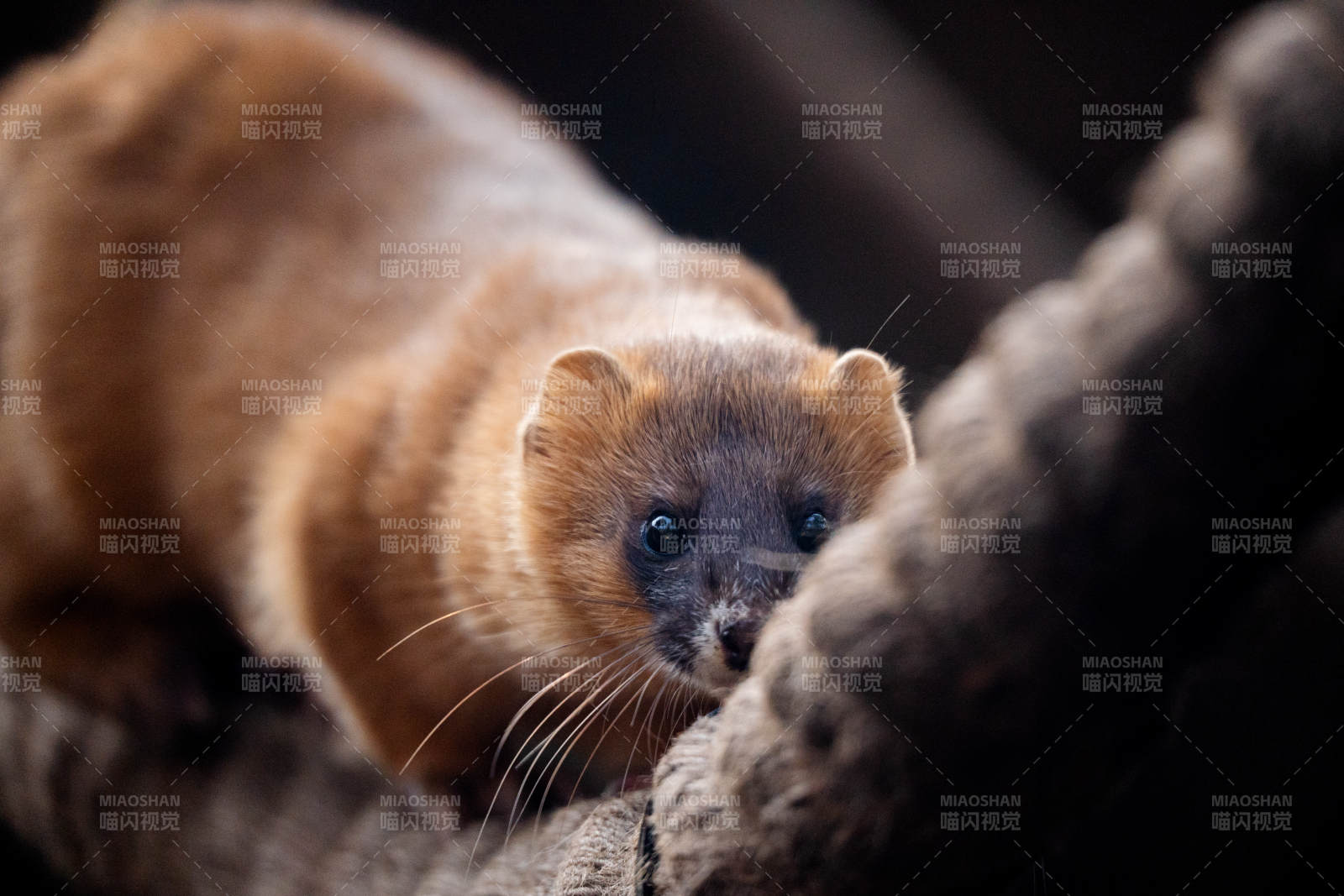 树上的小黄鼬图片