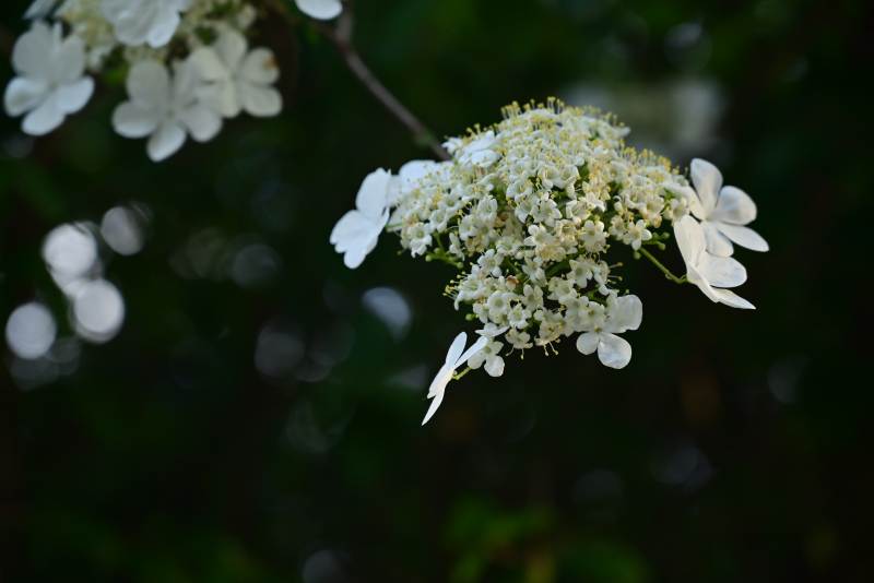琼花丛中的蝴蝶图片