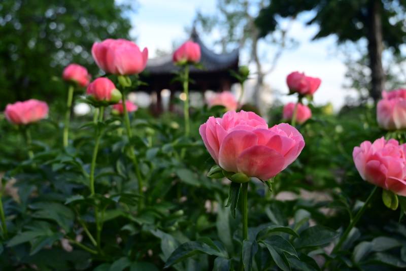 粉色牡丹绽放 亭台映衬图片