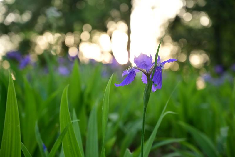 晨光中的紫色鸢尾花图片