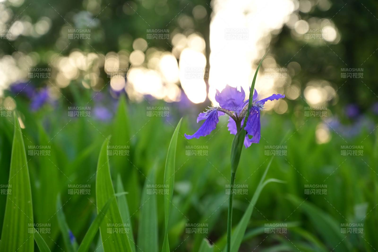 晨光中的紫色鸢尾花图片