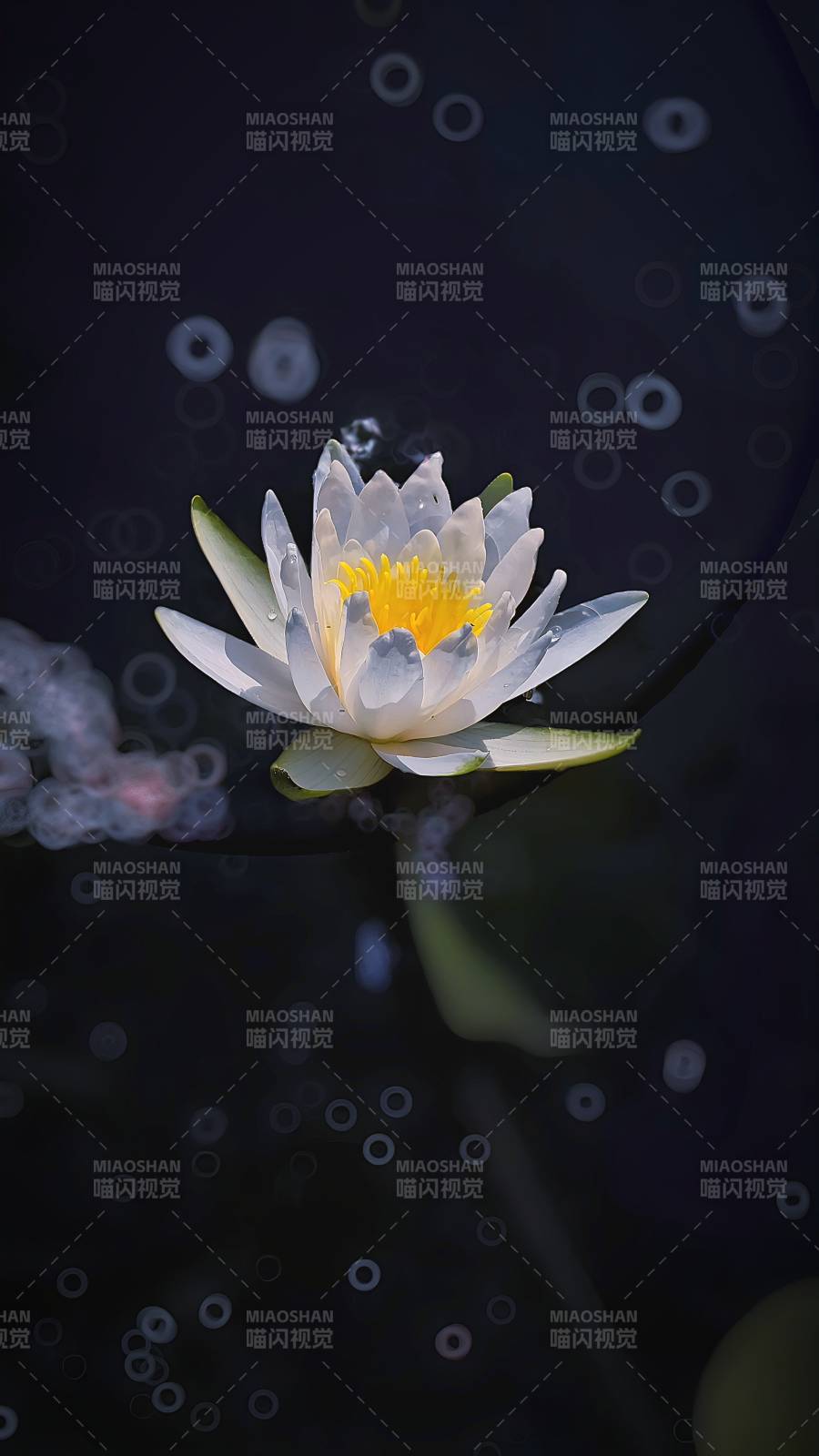 静谧水面上的莲花图片