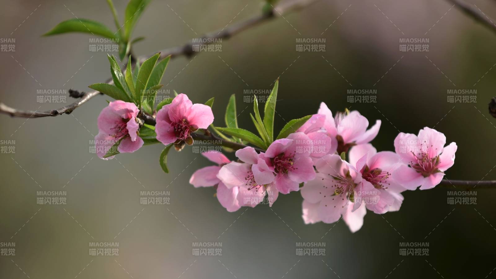 桃花盛开 春意盎然图片