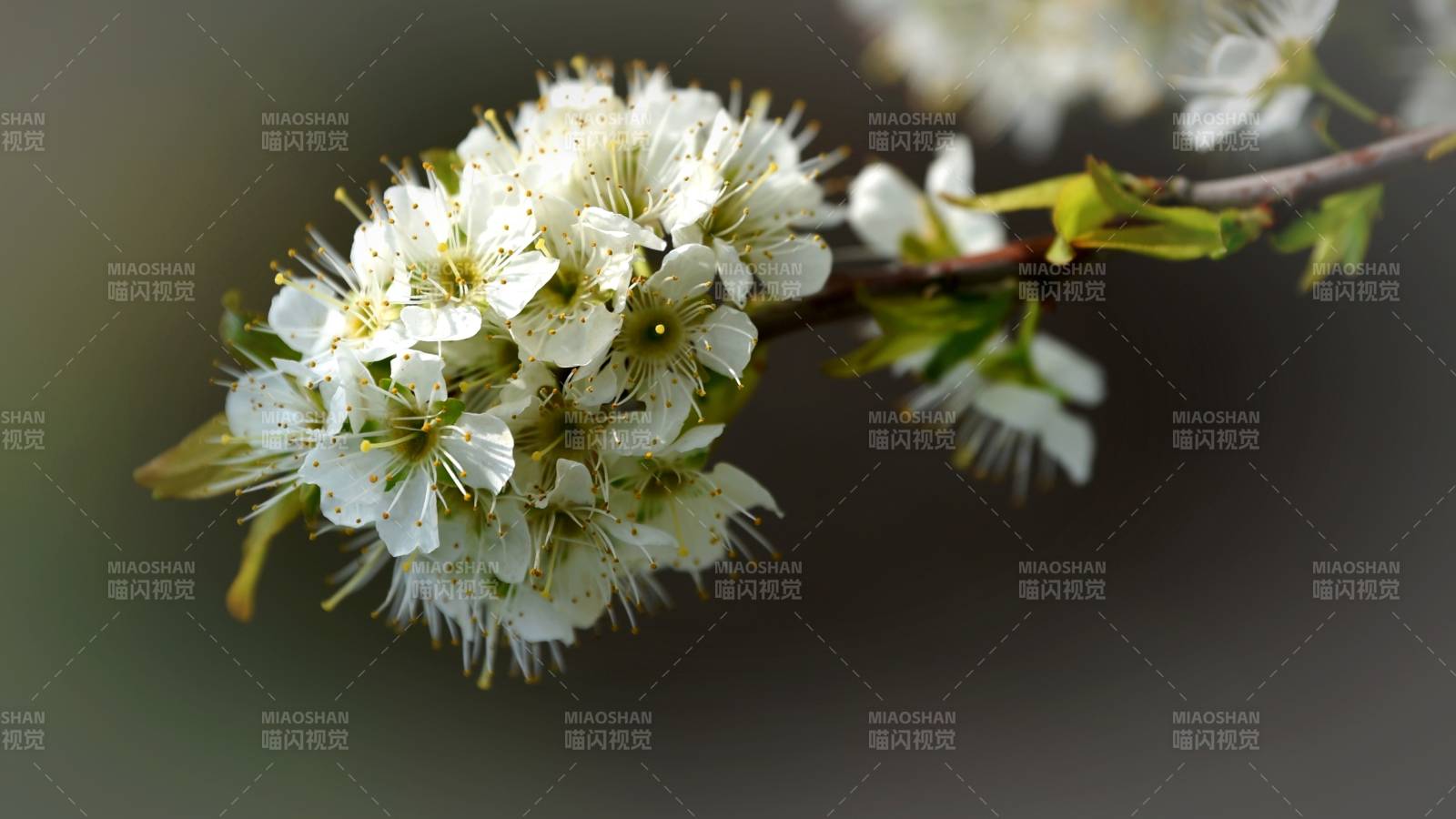 枝头梨花绽放图片