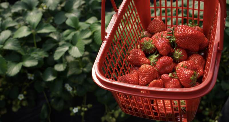 草莓采摘篮图片