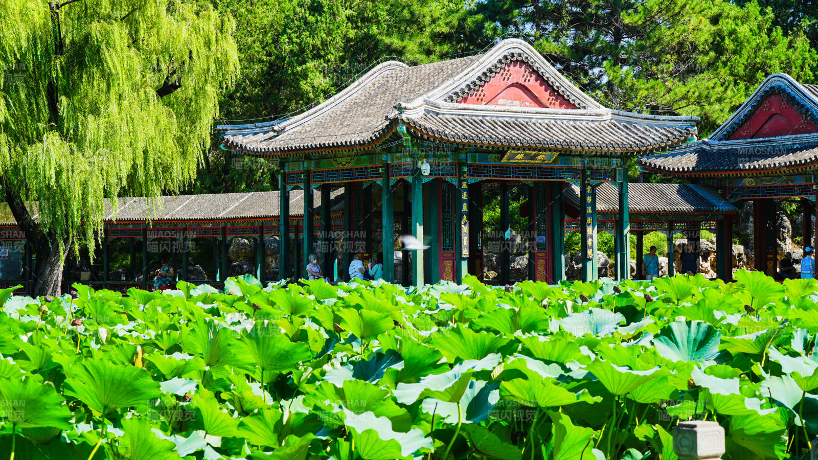 颐和园谐趣园荷塘亭台 绿意盎然图片