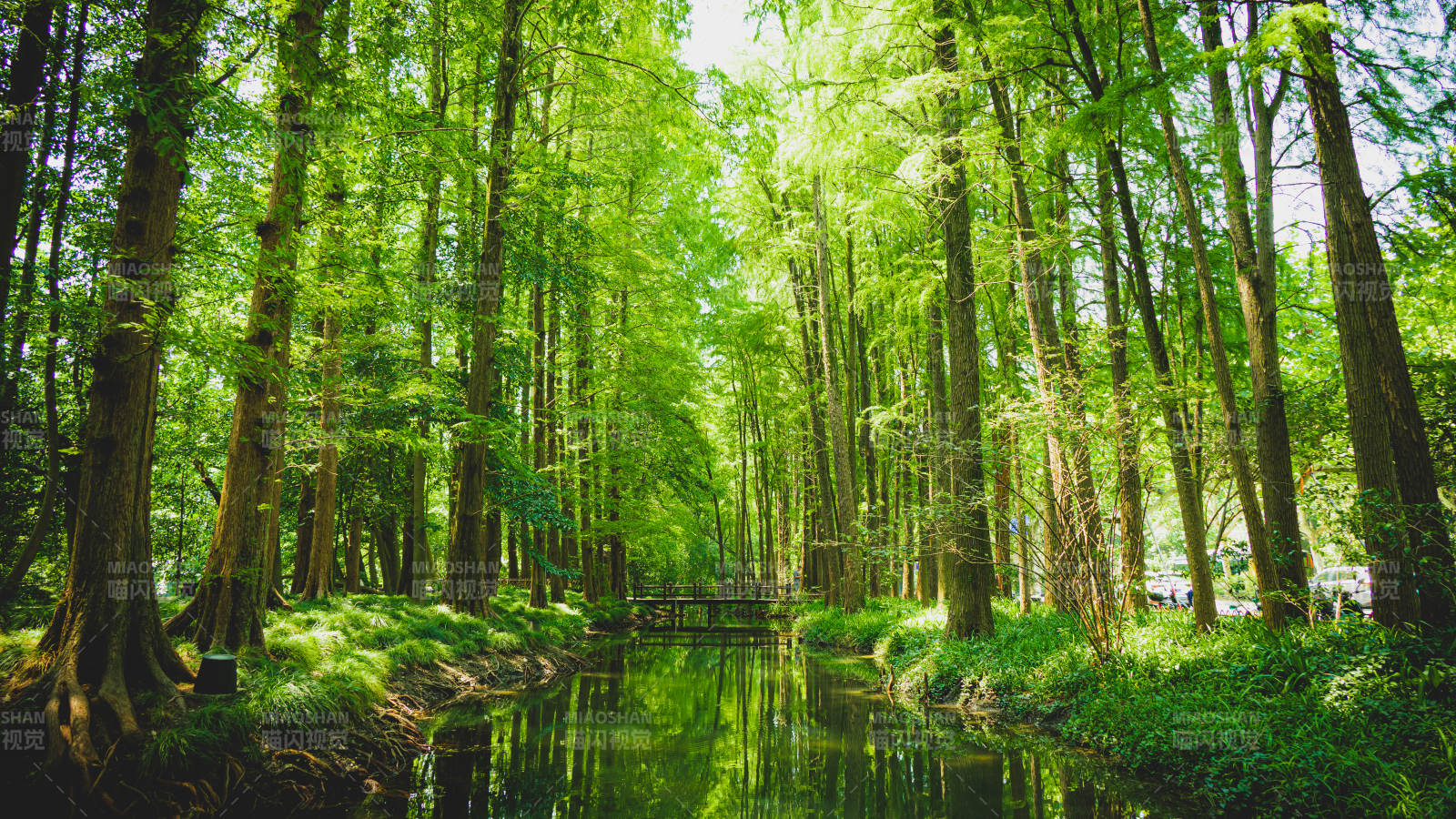 绿意盎然的森林小径——杭州太子湾公园图片