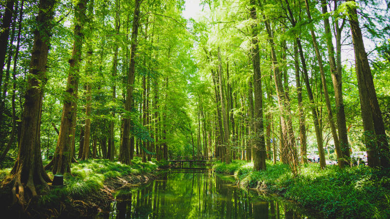 绿意盎然的森林小径——杭州太子湾公园图片