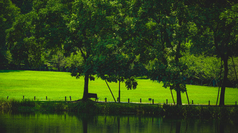 湖畔绿树下的宁静时光--杭州太子湾公园图片