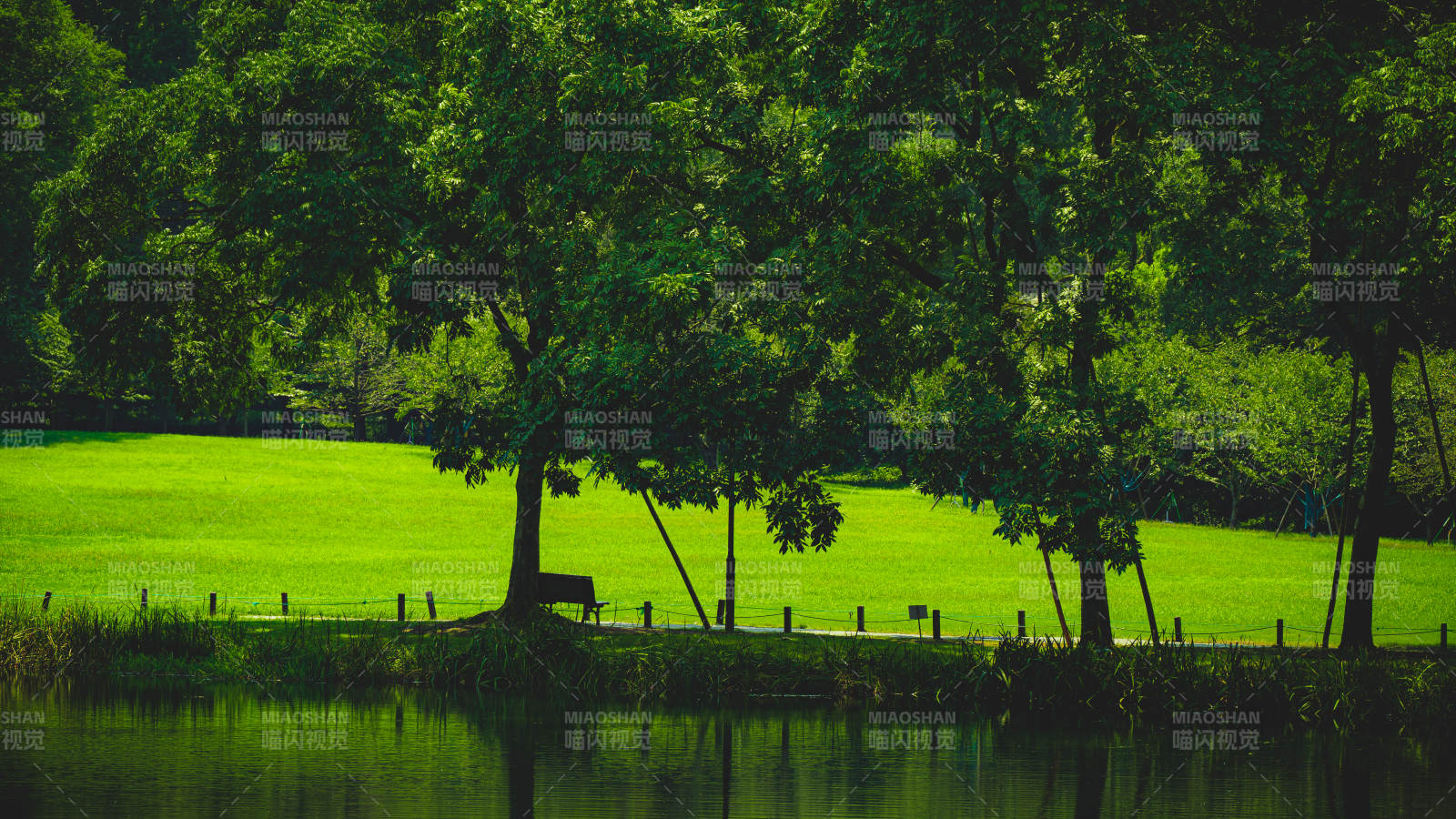 湖畔绿树下的宁静时光--杭州太子湾公园图片