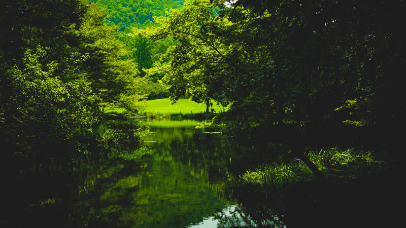 静谧绿林映水景——杭州太子湾公园图片