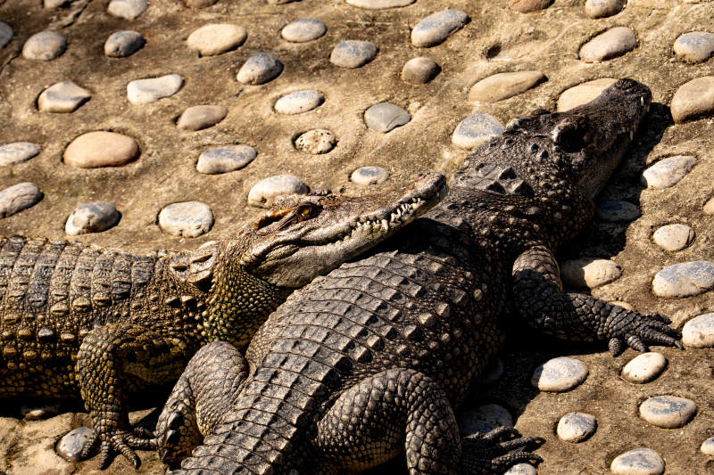 鳄鱼在石板路上休息图片