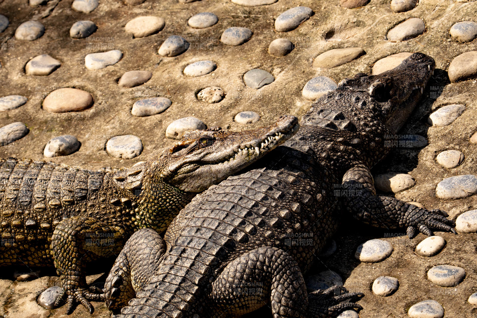 鳄鱼在石板路上休息图片