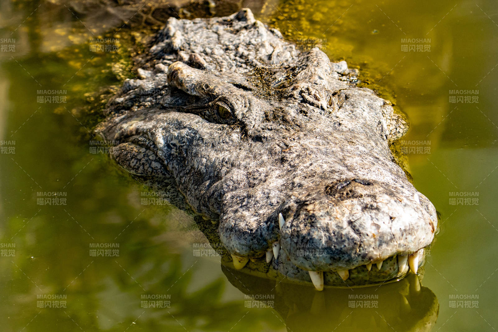 水中鳄鱼特写镜头图片