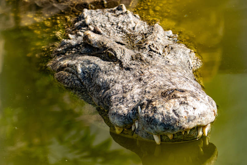 水中鳄鱼特写镜头图片