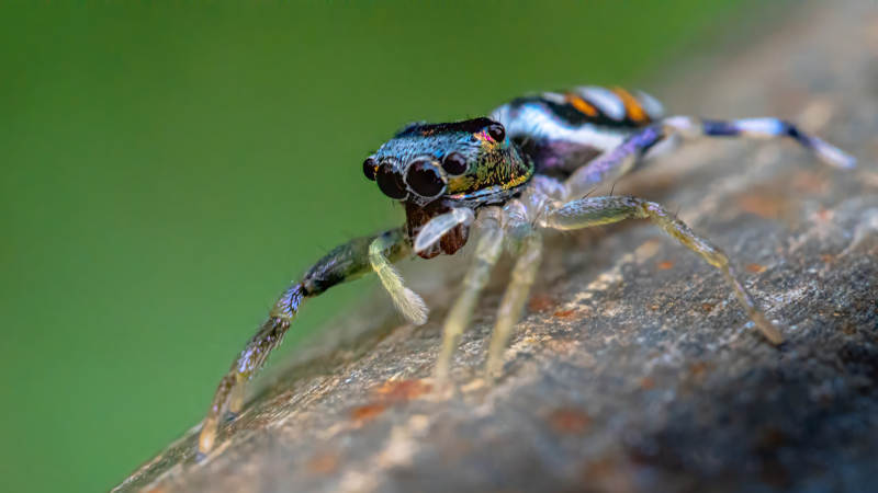 色彩斑斓的跳蛛特写图片