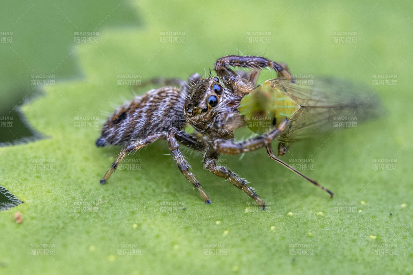 蜘蛛捕食蝉翼昆虫特写图片