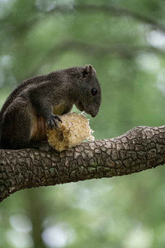 松鼠树上啃面包图片