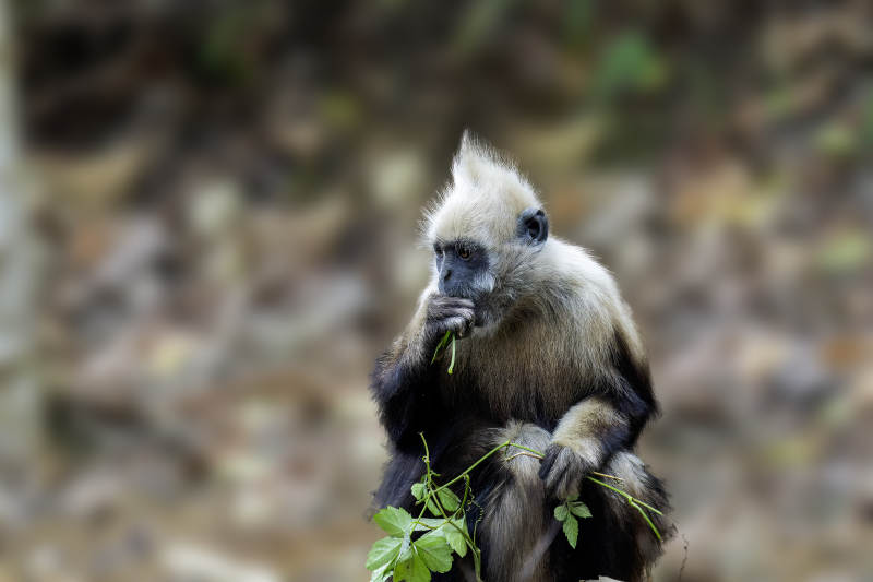 白头叶猴啃食绿叶的瞬间图片