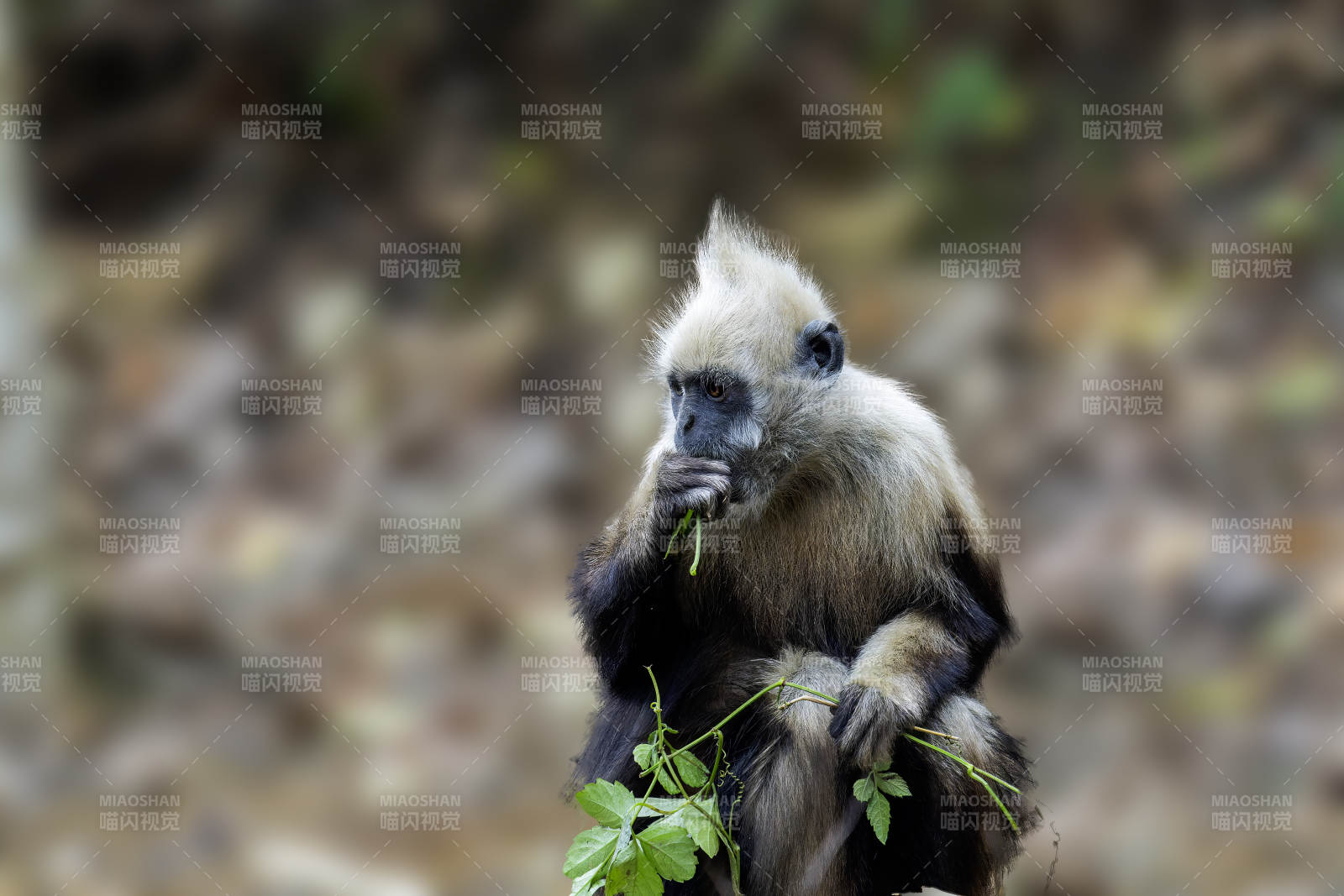 白头叶猴啃食绿叶的瞬间图片
