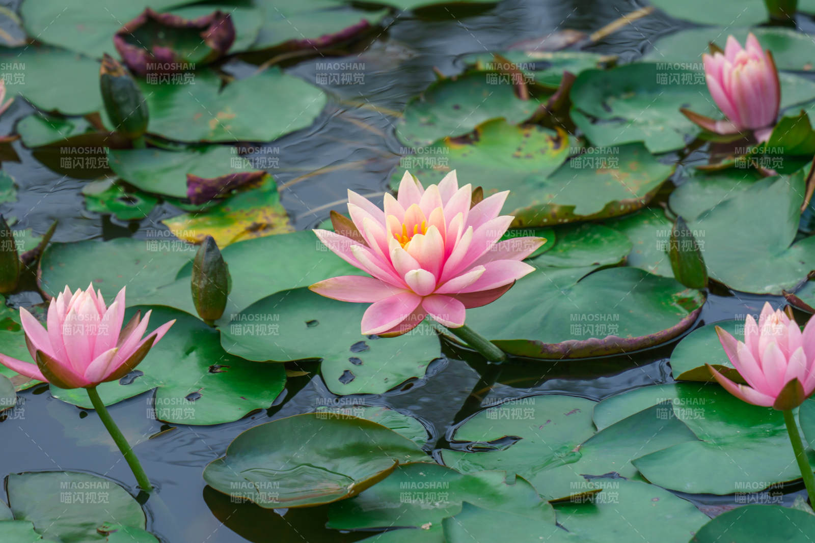 池塘中的粉色睡莲图片