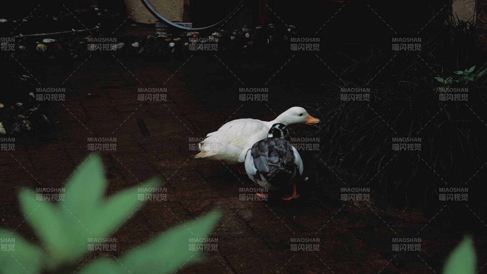 鸭子与鹅的温馨相伴图片