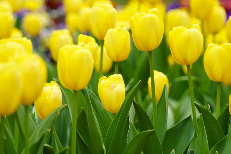 黄色郁金香花海绽放图片