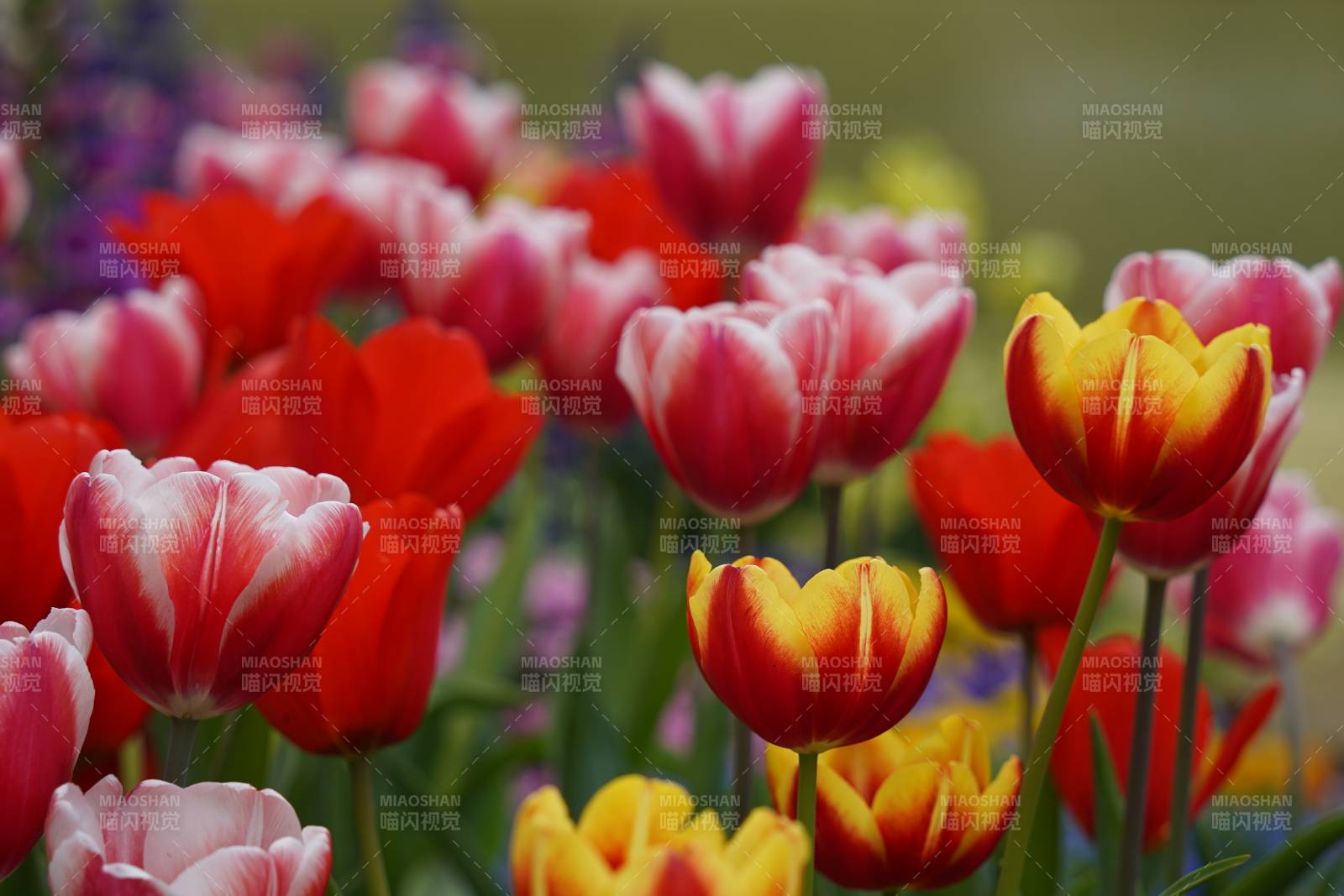 色彩斑斓的郁金香花田图片