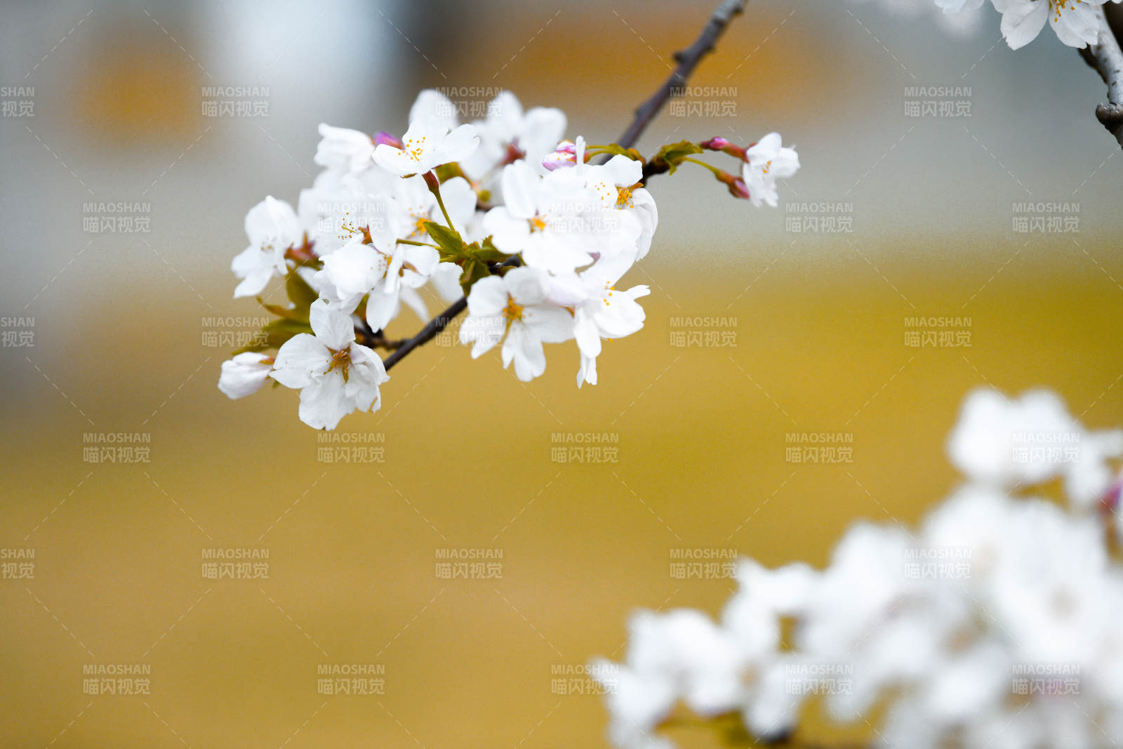 春日樱花绽放枝头图片
