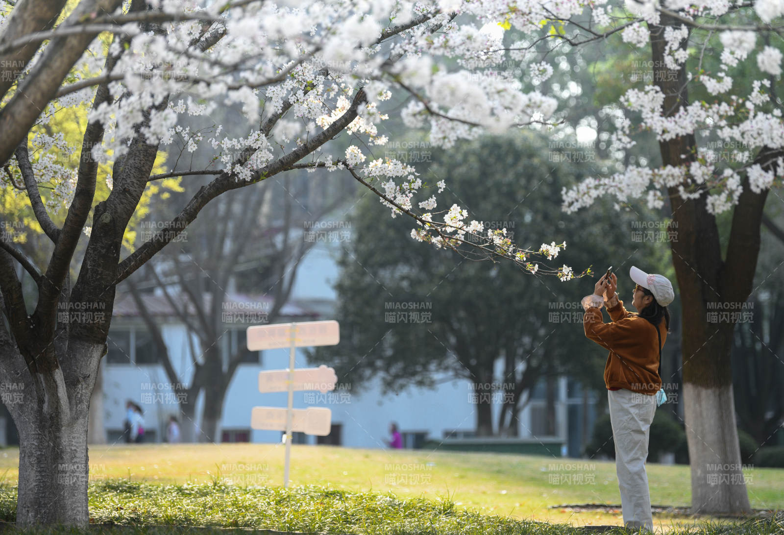春日赏樱 拍照留念图片